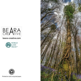 Bluebells in tree canopy photographic greetings card