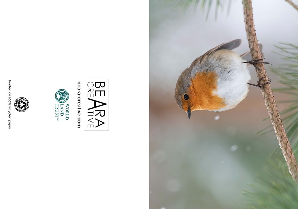 Robin in snow Greetings card - Image 4