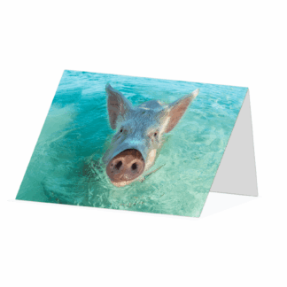 Swimming pig in the Bahamas Customisable Greetings card
