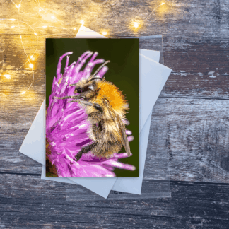 Carder bee on Knapweed greetings card