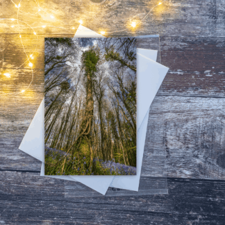 Bluebells in tree canopy photographic greetings card