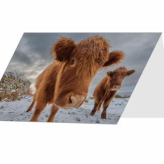 Two Highland Cows Greetings Card