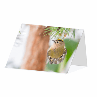 🪶 Cute Bird Card - Goldcrest Clinging on