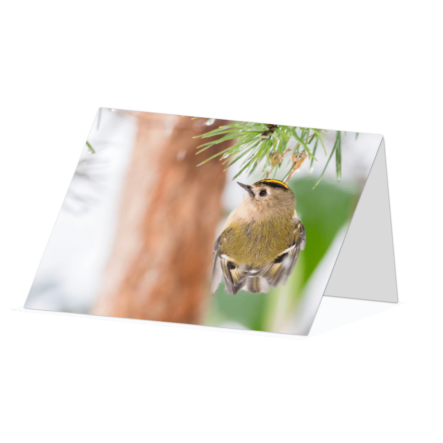 🪶 Cute Bird Card - Goldcrest Clinging on